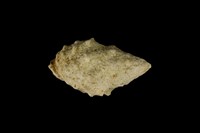 藏品(白結螺)的圖片